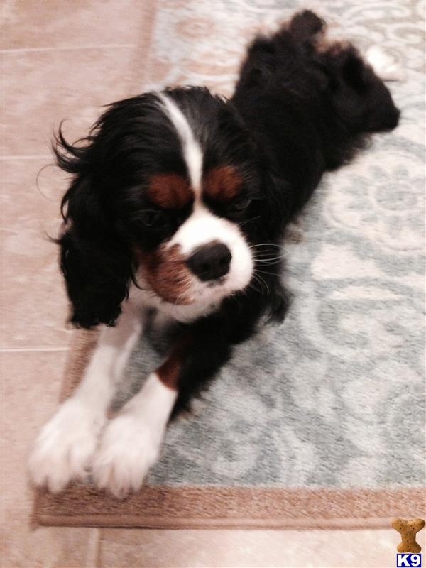 Cavalier King Charles Spaniel dog